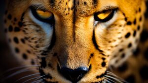 Intense and captivating this cheetahs close up captures the raw energy and focus of this extraordinary predator in a wallpaper worthy photograph