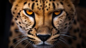 Wallpaper showcasing the fierce concentration and boundless energy of a cheetah with a close up of its intense gaze