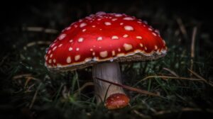 Wallpaper of a red mushroom with white spots sitting in grass
