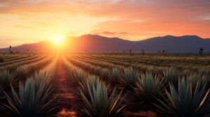 Agave field at sunrise, capturing the beauty of these resilient desert plants