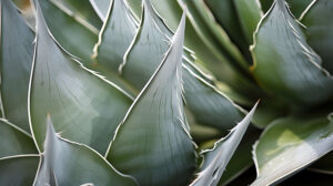 Agave leaves in close up highlighting their intricate patterns and textures perfect for wallpaper