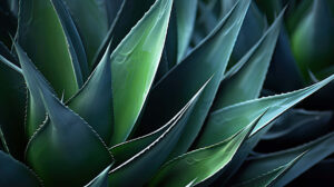 Agave leaves up close revealing detailed patterns and textures perfect for wallpapers
