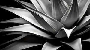 Close up of a black and white agave highlighting its sculptural qualities suitable for use as a wallpaper