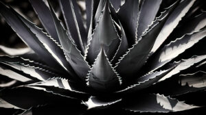 Close up of black and white agave highlighting its sculptural aesthetics perfect for wallpapers