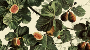 Fig collage with leaves and branches, forming an aesthetically pleasing and harmonious composition