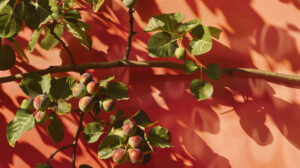 Fig tree branches laden with ripe, succulent figs against a warm and inviting backdrop