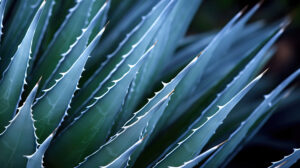 Highlighting the natural defense mechanisms a macro shot showcases the agave spines in this captivating wallpaper