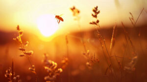 Honeybee gracefully soaring against a vibrant sunset capturing the beauty of nature in a silhouette
