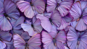 Lavender butterflies artfully arranged for your screen delivering a touch of aesthetics in this symmetrical wallpaper