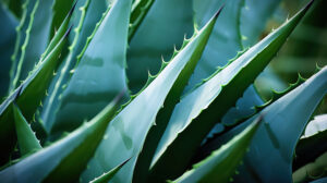 Macro shot of agave spines, highlighting the plant's natural defense mechanisms