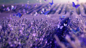 Mesmerizing lavender field wallpaper showcases a swarm of lavender butterflies in an enchanting display