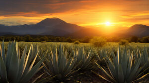 Stunning sunrise over a picturesque agave field showcasing the enduring beauty of these desert plants