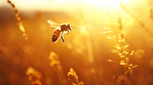 Sunsets warm and golden hues grace a honeybee silhouette in flight capturing the beauty of nature for this wallpaper