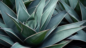 Wallpaper Intricate patterns and textures displayed through a close up of agave leaves