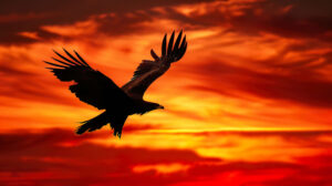 A breathtaking big bird elegantly gliding in front of a fiery sunset captured in majestic bird silhouette sunset.jpg