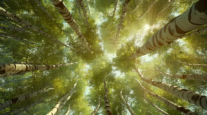 A breathtaking scene of sunlight filtering through the majestic birchwood tree canopy creating a dappled pattern on the forest floor for a wallpaper