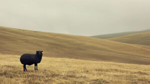 A lone black sheep stands out against rolling hills adding a hint of mystery to the scenic wallpaper