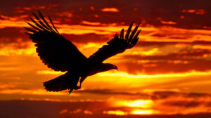 A majestic silhouette of a big bird soaring gracefully against a backdrop of a fiery sunset