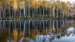A serene wallpaper capturing the ethereal beauty of birchwood trees mirrored in a tranquil lake creating a picturesque reflection in the glassy waters