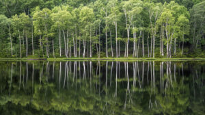 A serene wallpaper showcasing birch trees reflected in a tranquil lake their delicate shapes mirrored on the smooth surface