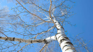 A solitary birch tree stands tall against a vivid blue sky its graceful branches outstretched toward the sun captured in LoneBirchWallpaper.jpg