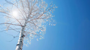 A solitary birch tree stands tall under a serene blue sky with its graceful branches stretching towards the sunlight in lone birch against clear sky.jpg