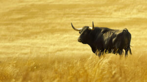 A solitary black bull stands against a backdrop of golden fields its silhouette embodying wild beauty and untamed wilderness