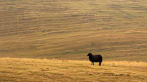 A solitary black sheep stands out against the backdrop of vast rolling hills adding a mysterious touch to the landscape in the wallpaper