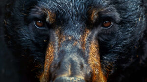A striking wallpaper capturing the power and wisdom emanating from the deep gaze of a black bears face