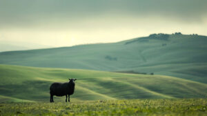 A striking wallpaper of a single black sheep standing out against a backdrop of lush rolling hills infusing a hint of enigma into the scenery