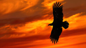 A stunning wallpaper featuring a grand bird in flight elegantly soaring against a backdrop of a vivid sunset