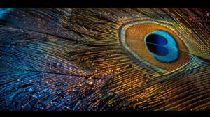 A stunning wallpaper featuring a magnificent peacock feather displaying vibrant colors and intricate designs that glisten in the sunlight