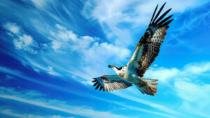 A stunning wallpaper showcasing a majestic large bird soaring gracefully with its wings wide open through a vast expanse of blue sky
