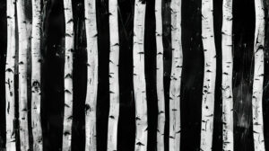 Abstract birchwood tree forest in monochrome, with the white trunks standing out against a dark background