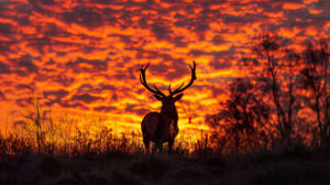 Antler silhouette against a fiery sunset, capturing the essence of the forest's golden hour