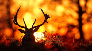 Antler silhouette set against a fiery sunset echoing the magic of the forests golden hour in wallpaper form