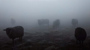 Black sheep silhouettes in a misty meadow embodying enigma and allure captured in Mystery Shadows in Meadow.jpg wallpaper