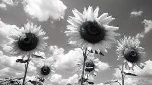 Bold black and white sunflowers reaching for the sky, their contrasting colors adding depth and intrigue