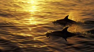 Capture the peaceful beauty of a sunset setting with dolphins elegantly gliding through golden waters imparting a sense of tranquility through the rippling waves