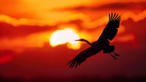 Capturing a grand avian form gliding elegantly in front of a vibrant sunset creates a dramatic wallpaper scene in majestic bird silhouette against fiery sunset.jpg