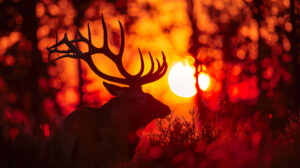 Capturing the forests golden hour a striking antler silhouette stands out against a fiery sunset in the wallpaper named Essence of Dusk in the Woods