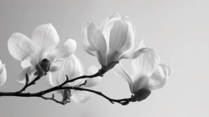 Capturing the timeless charm of black and white magnolias this wallpaper exudes an elegant simplicity creating a tranquil atmosphere in the room