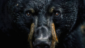 Close up of a black bear's face, showcasing the strength and intelligence behind its dark eyes