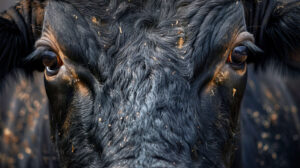 Close up of a black bull's face, showcasing the intensity and intelligence behind its dark eyes
