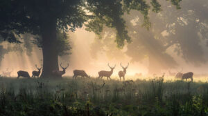 Deer herd grazing in a misty forest where their antlers cast an ethereal silhouette in the morning haze. The filename is ethereal deer forest wallpaper.jpg