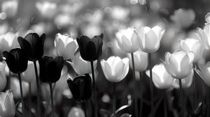 Enchanting wallpaper featuring a whimsical garden adorned with black and white tulips their blooms swaying in perfect harmony crafting a mesmerizing scene