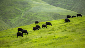 Get a serene wallpaper featuring a flock of black sheep peacefully grazing on a hillside creating a striking contrast against the vibrant green backdrop