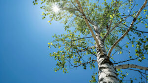 In the Lone Birchwood Tree wallpaper a single birch tree with delicate branches reaches for the sun against a clear blue sky backdrop
