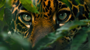 Jaguar eyes peering through foliage, conveying a sense of watchfulness and intensity