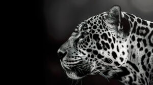 Jaguars striking black and white fur beautifully contrasted in a captivating portrait for wallpaper background